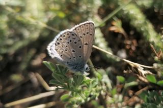 Anadolu Esmerg�z�&nbsp;(Plebejus&nbsp;modicus)