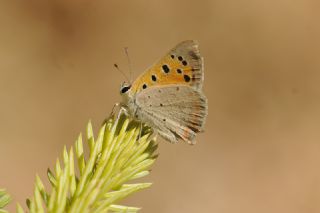 Benekli Bakr Gzeli (Lycaena phlaeas)