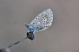 okgzl Balkan Mavisi (Aricia anteros )