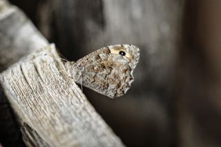 Anadolu Kzlmelei (Hipparchia pellucida)