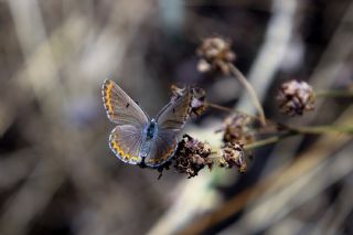 �okg�zl� Mavi&nbsp;(Polyommatus&nbsp;icarus)