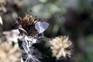 okgzl Mavi (Polyommatus icarus)