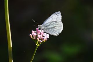 Yalanc Beyazmelek (Pieris pseudorapae)