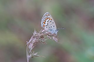 Gm Lekeli Esmergz (Plebejus argus)
