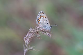 Gm Lekeli Esmergz (Plebejus argus)