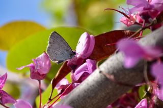 Kutsal Mavi (Celastrina argiolus)