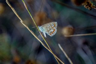 okgzl Mavi (Polyommatus icarus)