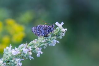 parhan (Melitaea cinxia)