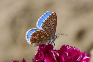 okgzl Gk Mavisi (Polyommatus bellargus)