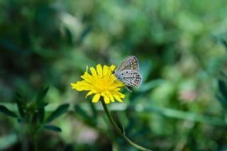 Doulu Esmergz (Plebejus carmon)