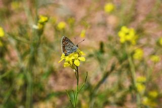 okgzl Esmer (Aricia agestis)