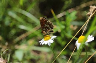 Amannisa (Melitaea athalia)