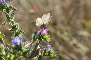 okgzl Balkan Mavisi (Aricia anteros )