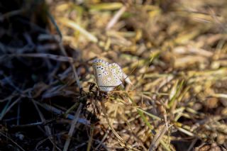 okgzl Balkan Mavisi (Aricia anteros )