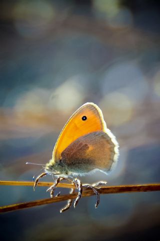 Kk Zpzp Perisi (Coenonympha pamphilus)