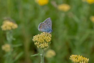 okgzl Mavi (Polyommatus icarus)