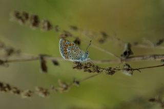 okgzl Mavi (Polyommatus icarus)