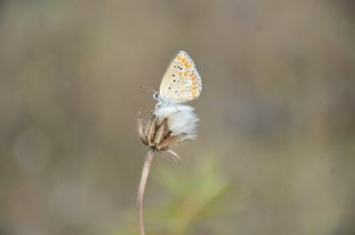 okgzl Esmer (Aricia agestis)