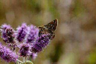 Gm Benekli Zpzp (Hesperia comma)