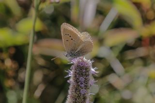 ? Agro T�r� (Tan�ms�z)&nbsp;(Agrodiaetus&nbsp;sp.)