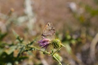 �ay�r Esmeri&nbsp;(Maniola&nbsp;jurtina)