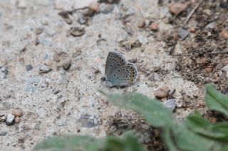 Anadolu Esmergz (Plebejus modicus)