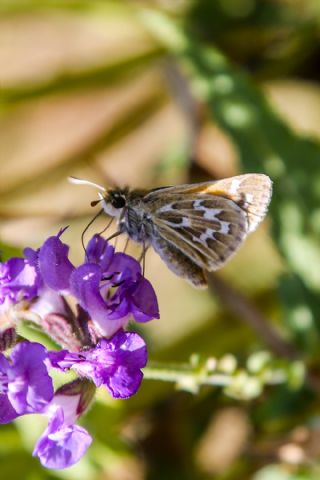 G�m�� Benekli Z�pz�p&nbsp;(Hesperia&nbsp;comma)