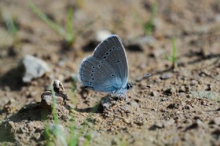 Minik Kupid (Cupido minimus)