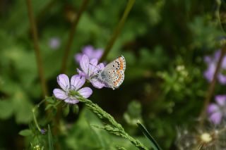 okgzl Esmer (Aricia agestis)