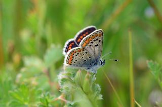 okgzl Esmer (Aricia agestis)
