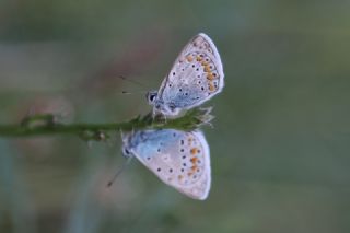 okgzl Mavi (Polyommatus icarus)