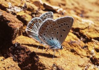 okgzl Mavi (Polyommatus icarus)