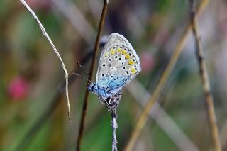 okgzl Mavi (Polyommatus icarus)