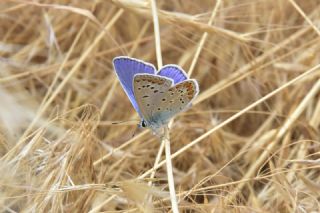 �okg�zl� Mavi&nbsp;(Polyommatus&nbsp;icarus)