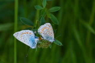 okgzl Mavi (Polyommatus icarus)