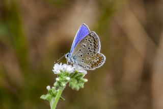 okgzl Mavi (Polyommatus icarus)