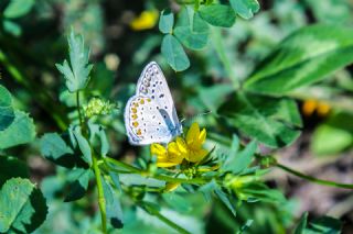 okgzl Mavi (Polyommatus icarus)