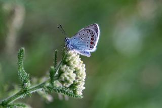 okgzl Mavi (Polyommatus icarus)