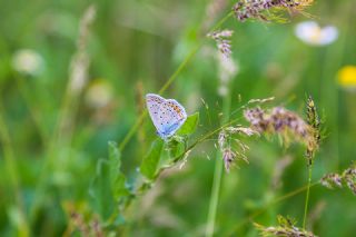 okgzl Mavi (Polyommatus icarus)