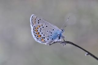 Anadolu Esmergz (Plebejus modicus)
