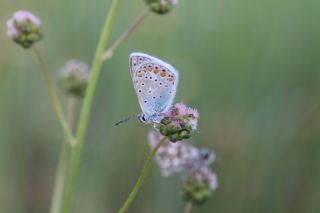 okgzl Mavi (Polyommatus icarus)