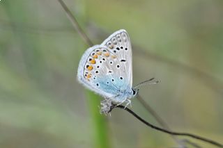okgzl Mavi (Polyommatus icarus)