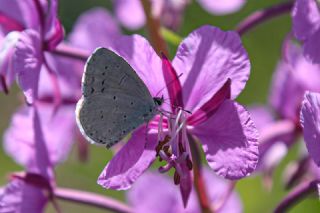 Kutsal Mavi (Celastrina argiolus)