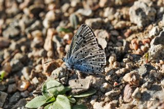 Byk Korubeni (Phengaris arion)