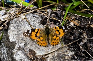 Diken Kelebei (Vanessa cardui)