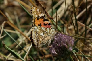 Diken Kelebei (Vanessa cardui)