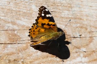 Diken Kelebei (Vanessa cardui)