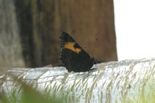 Aglais (Aglais urticae)