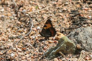 Aglais (Aglais urticae)