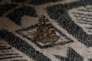 Diken Kelebei (Vanessa cardui)